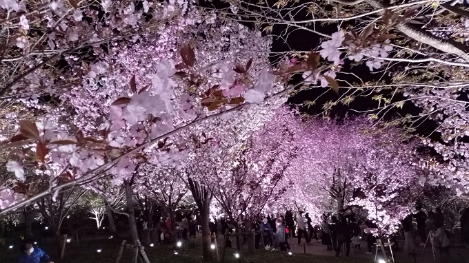 名古屋市東山植物園の桜の回廊のライトアップの様子