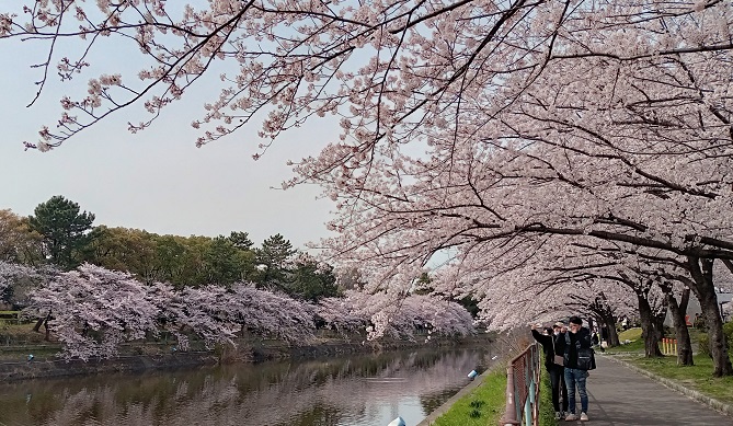 荒子川公園の桜並木