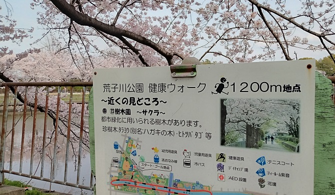 荒子川公園の桜並木