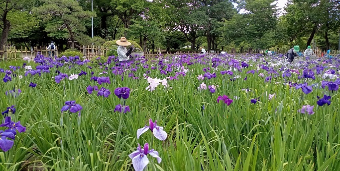 名古屋市昭和区にある鶴舞公園の花しょうぶ
