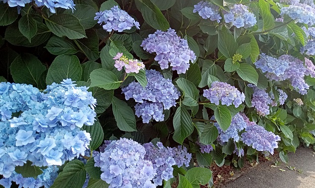 名東区高柳町周辺の紫陽花