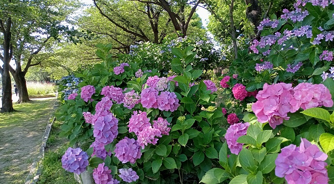 荒子川公園の紫陽花の小道