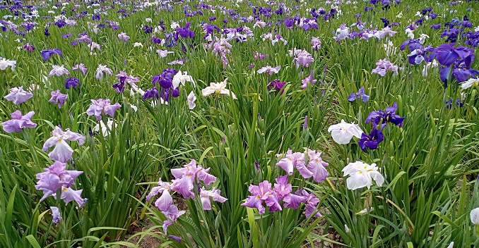 名古屋市昭和区にある鶴舞公園の花しょうぶ