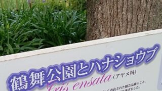 名古屋市鶴舞公園の花しょうぶ