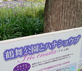 名古屋市鶴舞公園の花しょうぶ