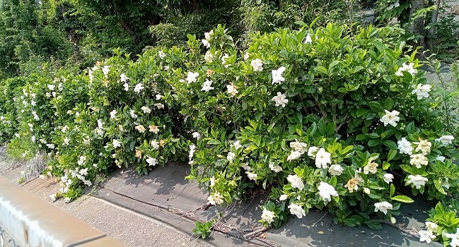 名古屋市名東区石が根周辺の道端に咲く花（くちなし）