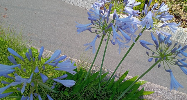 名古屋市名東区石が根周辺の道端に咲く花（アガパンサス）