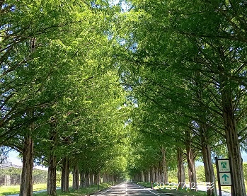 滋賀県高島市マキノ高原のメタセコイア並木