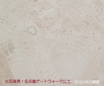 名古屋駅地下ゲートウオークで見つかる化石