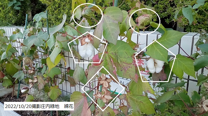 名古屋市西区の庄内緑地（2022年10月20日）で見つけた花