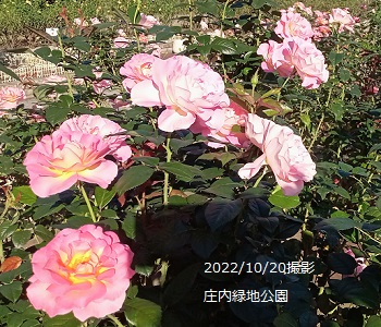 名古屋市西区庄内緑地のバラ