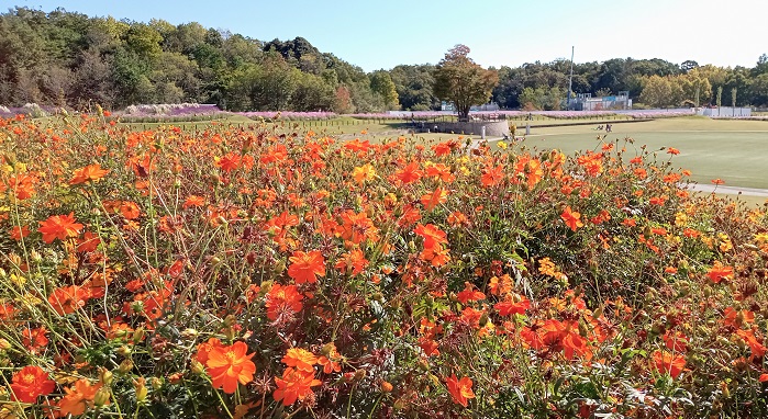 愛知県長久手市のモリコロパークの大芝生広場