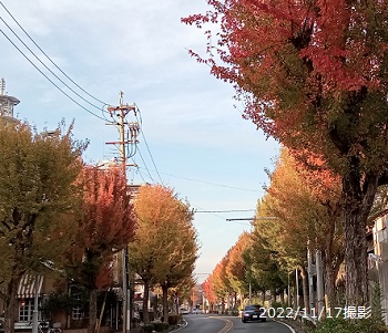 名古屋市名東区石が根界隈の街路樹