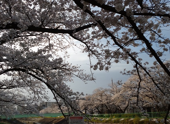 名古屋市名東区香流川の桜並木