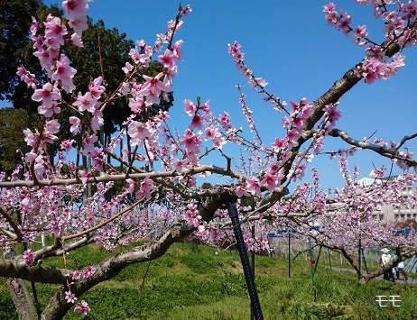名古屋市守山区東谷山フルーツパークの果樹園（2023年3月30日）