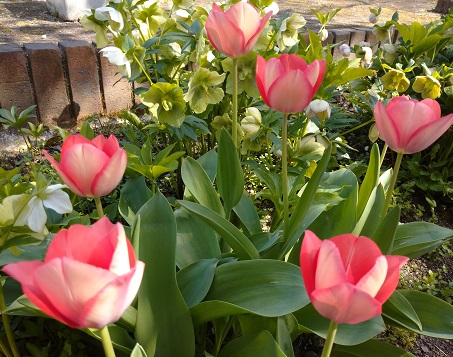 名古屋市守山区東谷山フルーツパークの花（2023年3月30日）