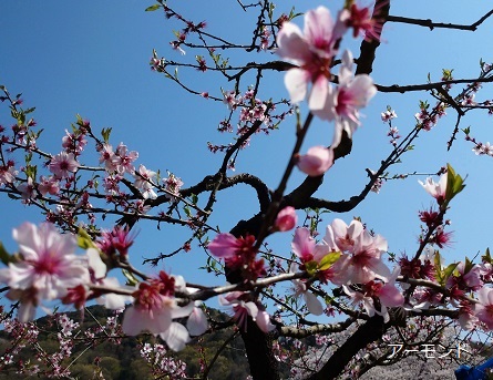 名古屋市守山区東谷山フルーツパークの果樹園（2023年3月30日）