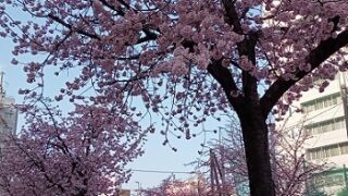 名古屋市東区に咲くオオカンザクラの並木道