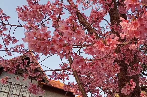 名古屋市東区の二葉館の桜