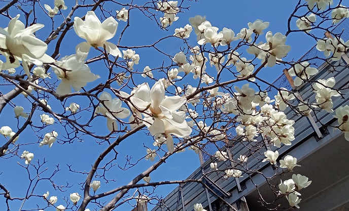 名古屋市名東区石が根界隈の満開の花