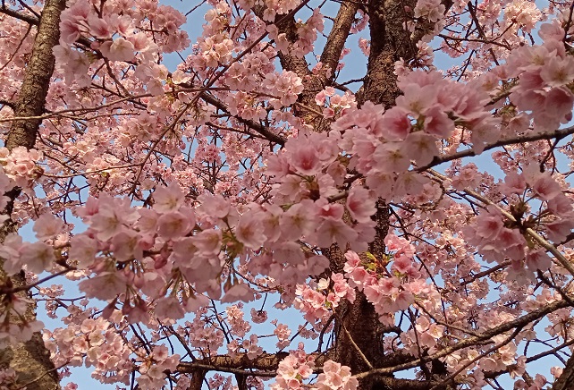 名古屋市東区に咲くオオカンザクラの並木道