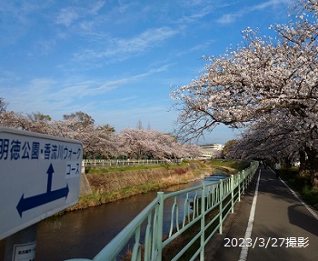 名古屋市名東区香流川の桜並木