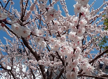 名古屋市名東区石が根界隈の満開の花