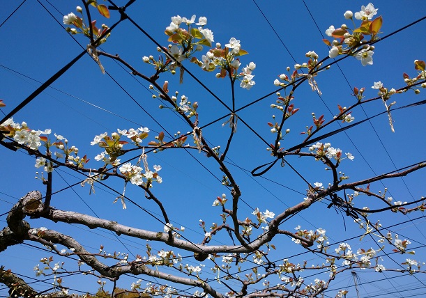名古屋市守山区東谷村フルーツパークの梨の花