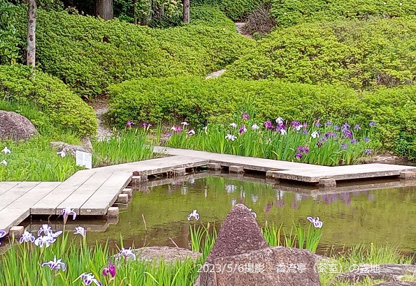 日本庭園茶室の露地から見たカキツバタ