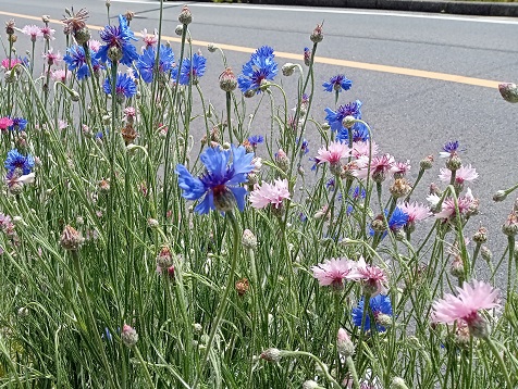 名古屋市名東区界隈で見つけた花