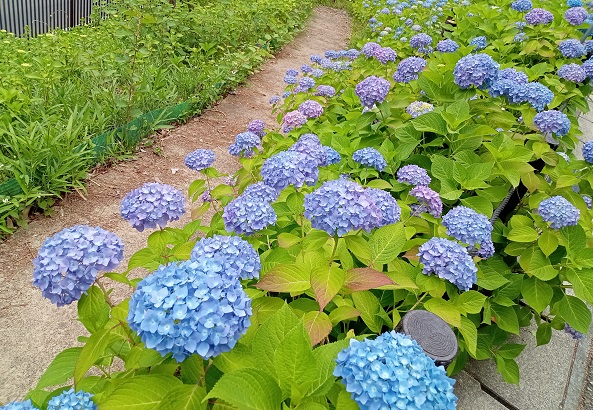 名古屋市東山植物園のお花畑