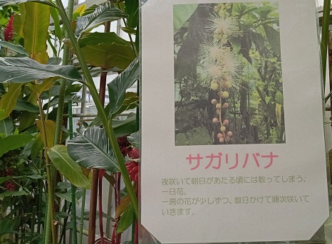 名古屋市東山植物園の温室
