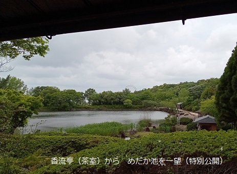 日本庭園茶室から見ためだか池