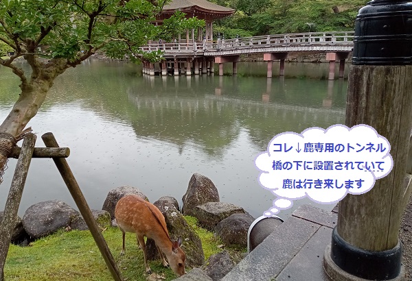 奈良浮見堂と鷺池