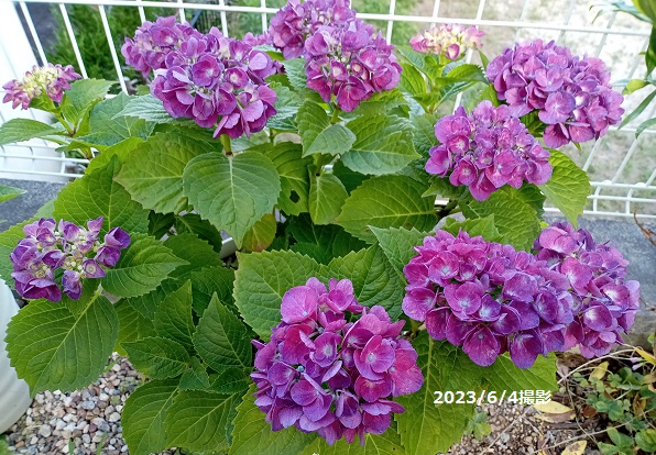 挿し木から育てた紫陽花
