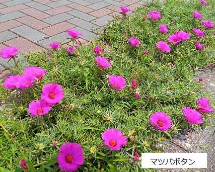名古屋市名東区藤森周辺の花