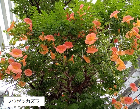 名古屋市名東区藤が丘と石が根周辺の花