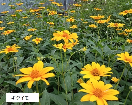 名古屋市名東区藤が丘と石が根周辺の花
