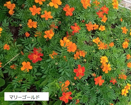 名古屋市名東区藤森周辺の花