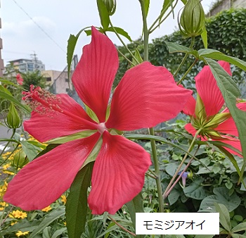 名古屋市名東区石が根周辺の花
