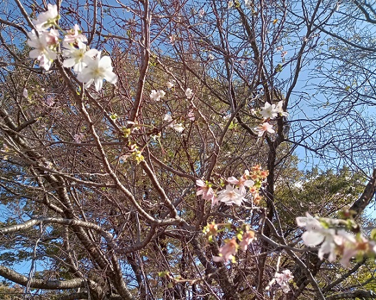 庄内緑地公園の四季桜