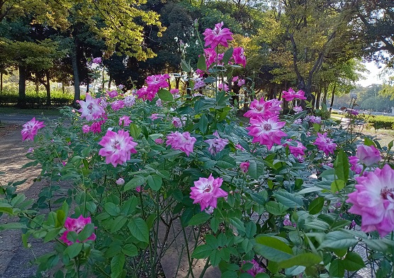 庄内緑地公園のバラ