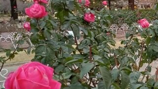 名古屋市鶴舞公園のバラ（2023年12月23日）