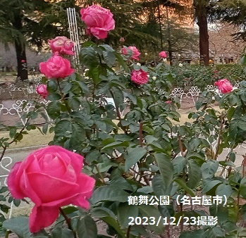 名古屋市鶴舞公園のバラ（2023年12月23日）