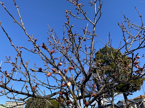 上野天満宮の境内の梅