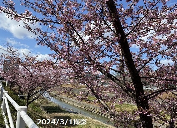 名古屋市名東区香流川の河津桜（2024年3月1日）