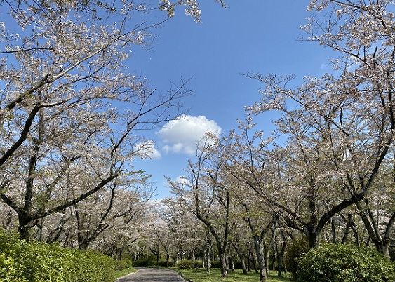 名古屋市千種区平和公園の桜の園
