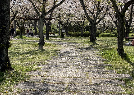 名古屋市千種区平和公園の桜の園