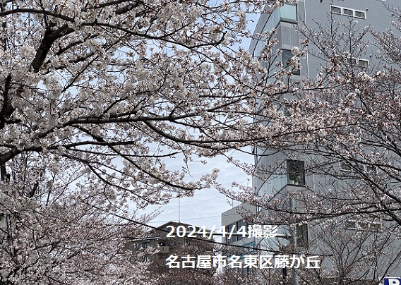 名古屋市名東区藤が丘の桜