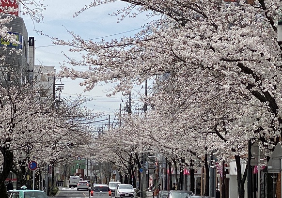 名古屋市名東区藤が丘の桜